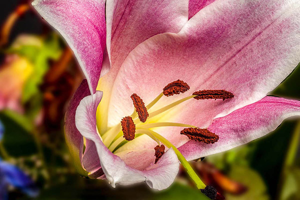 Afbeelding wordt geladen